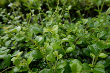 Vibrant green leaf and lush plant foliage create refreshing bush of natural greenery, showing healthy new growth in nature, evoking serene and peaceful feeling
