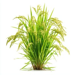 Vibrant Green Rice Plant with Grains on White Background