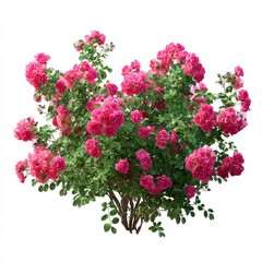 Vibrant Pink Roses in Full Bloom Against White Background