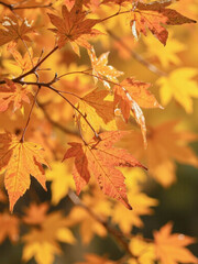 Fototapeta premium Autumn leaves natural background