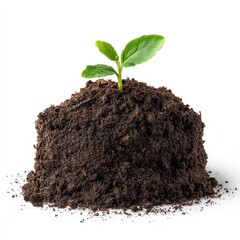 Fresh Green Sprout Emerging from Dark Rich Soil on White Background