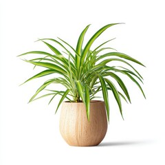 Lush Green Indoor Plant in Wooden Pot for Home Decor and Wellness