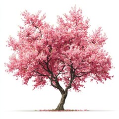 Vibrant Pink Flowering Tree in Full Bloom against White Background
