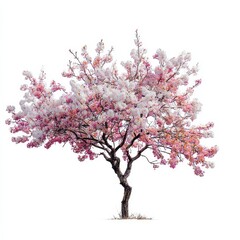 Ornamental Cherry Tree in Bloom with Pink and White Flowers