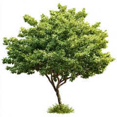 Lush Green Tree with Dense Foliage Isolated on White Background