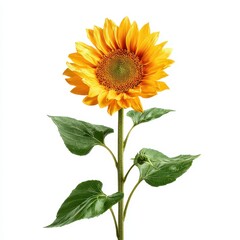 Bright Yellow Sunflower Blooming in Natural Green Setting