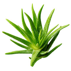 Obraz premium Vibrant aloe vera plant isolated