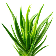 Vibrant green aloe vera plant