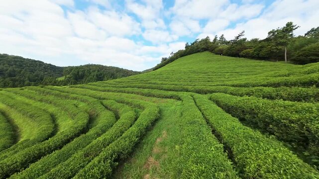 FPV video of a large area of green tea fields in the boseong. 보성 녹차밭