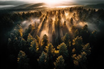 Aerial View of a Majestic Forest with Sun Rays Breaking Through the Mist at Sunrise