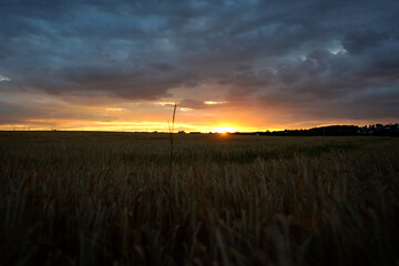 Golden sunset over wheat field with dramatic sky, capturing natural beauty, rural tranquility, and timeless connection between land and horizon.