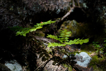 Green fern growing among stones and roots in forest shade, symbolizing natural resilience, woodland beauty, and harmony of plants in wild nature.