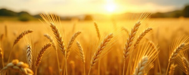 Golden Wheat Field Shimmering in Summer Sun Rustic Idyllic Landscape, Gently Swaying Stalks, Perfect for Backgrounds and Textures