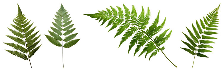 PNG Vibrant green fern leaves collection, element set on transparent background © Rawpixel.com