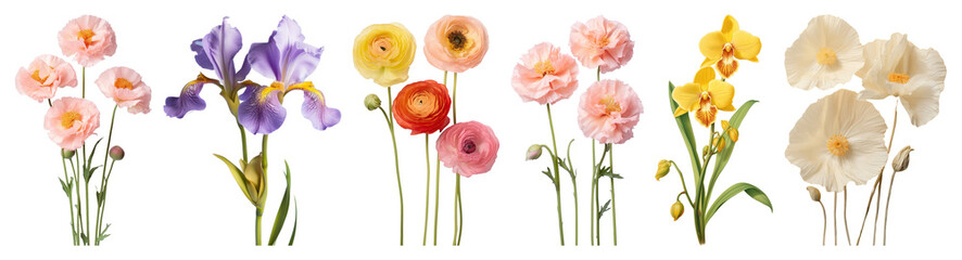 PNG Colorful vintage floral illustrations, element set on transparent background