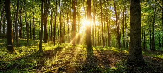 Obraz premium Sunlight streaming through a lush green forest, creating a serene and vibrant atmosphere