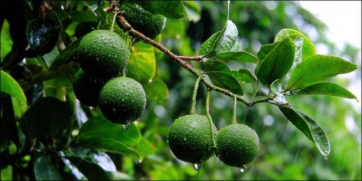 Vibrant green citrus fruit on a tree branch, glistening with fresh raindrops.