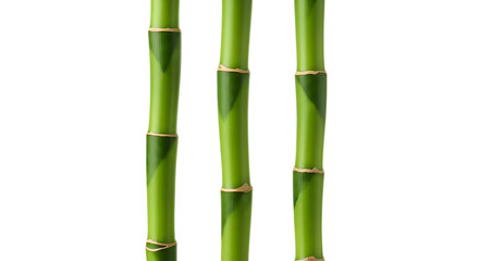 Fototapeta premium Green bamboo stalks isolated on a transparent background