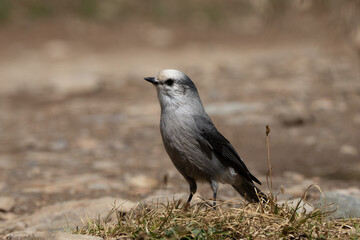 Canada Jay perched on a log