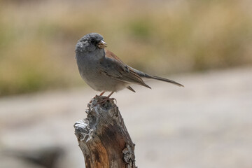 sparrow on a branch