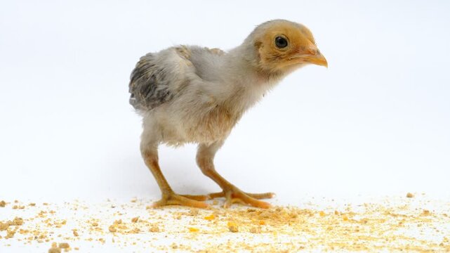 a gray chick isolated on a white background