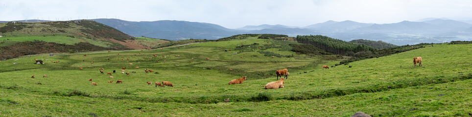 Cows among green pastures under a blue sky