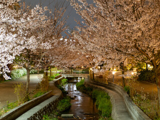 公園の小川沿いに咲く夜桜