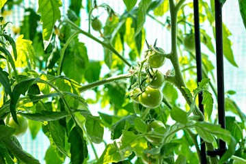 This is an image of a tomato plant with several green tomatoes still attached to the vine