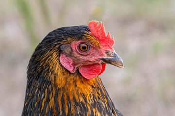 Close-up portrait of a rooster