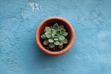 Succulent in terracotta pot on a textured blue surface