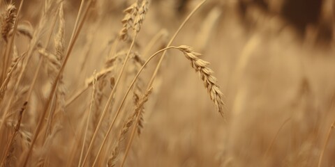 Fototapeta premium A close-up view of golden wheat ready for harvest under sunlight.