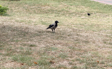 Crow standing on dry grass in park with other birds nearby. Wildlife behavior, urban nature and survival adaptation with avian presence and ecological observation.