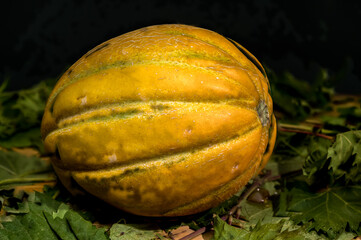 Golden Melon Still Life on a Dark Background