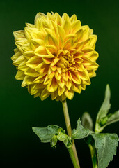 Bright Yellow Dahlia Blooming Against a Dark Green Background