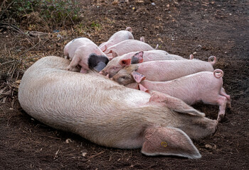 Tender moment of piglets nursing with their mother © EMILIA