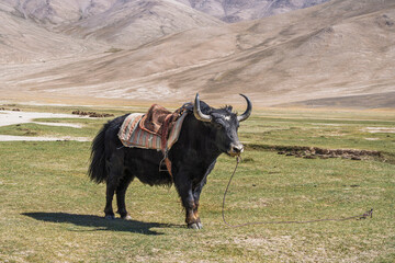 Closeup view of domestic saddled black yak in high altitude nomad camp, Alichur, Gorno-Badakhshan,...