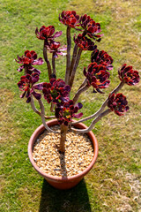 Potted Aeonium Arboreum Zwartkop Succulent on Grass Lawn