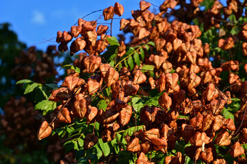 red brown golden rain tree or Chinese lantern. Koelreuteria paniculata. rusty brown branch. golden color lantern seed pods. beauty in nature. blurred background and bokeh. selective focus