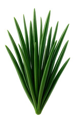 Cluster of narrow, grass-like succulent leaves with a glossy finish