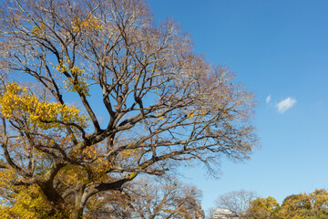 Large tree with autumn leaves against blue sky