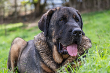 Spanish Mastiff resting after herding