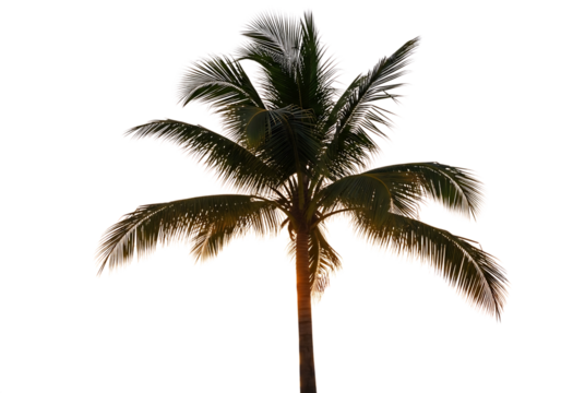 Majestic Palm Tree Silhouette at Sunset on Tropical Black Background - Powered by Adobe