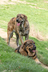 Spanish Mastiff resting after herding