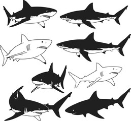 Great White Shark Vector Set with Various Poses and Detailed Illustrations for Marine and Nature Design.