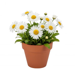Terracotta pot filled with white daisies isolated on transparent background