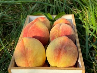 Picked ripe peaches fruits in crate 