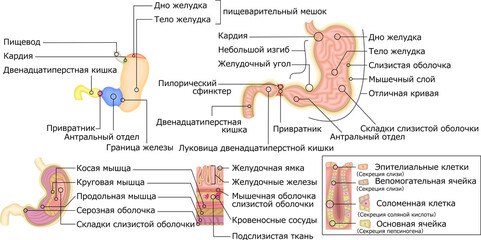 胃　構造　イラスト　ロシア語