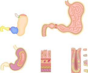 胃　構造　イラスト