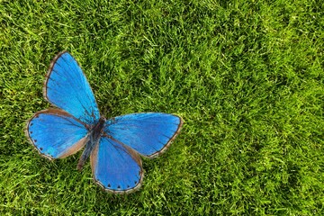 Beautiful bright wild Butterfly at green nature