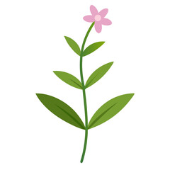  summer savory  vector on white background